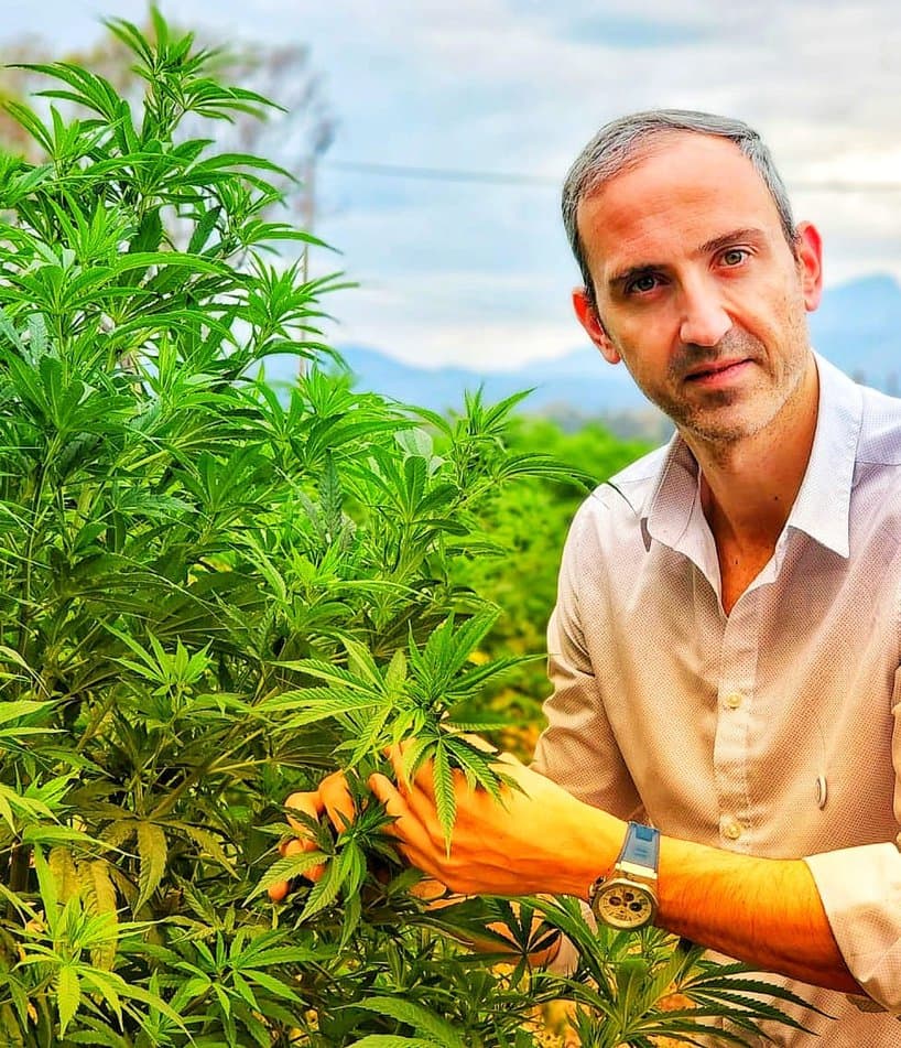 Argentina tiene un gran potencial para liderar el mercado del cáñamo industrial y el cannabis medicinal